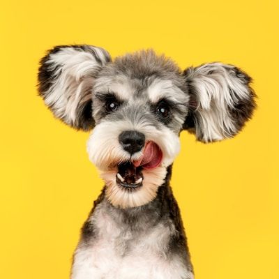 Erhalte Buchungsanfragen von Hundehaltern
