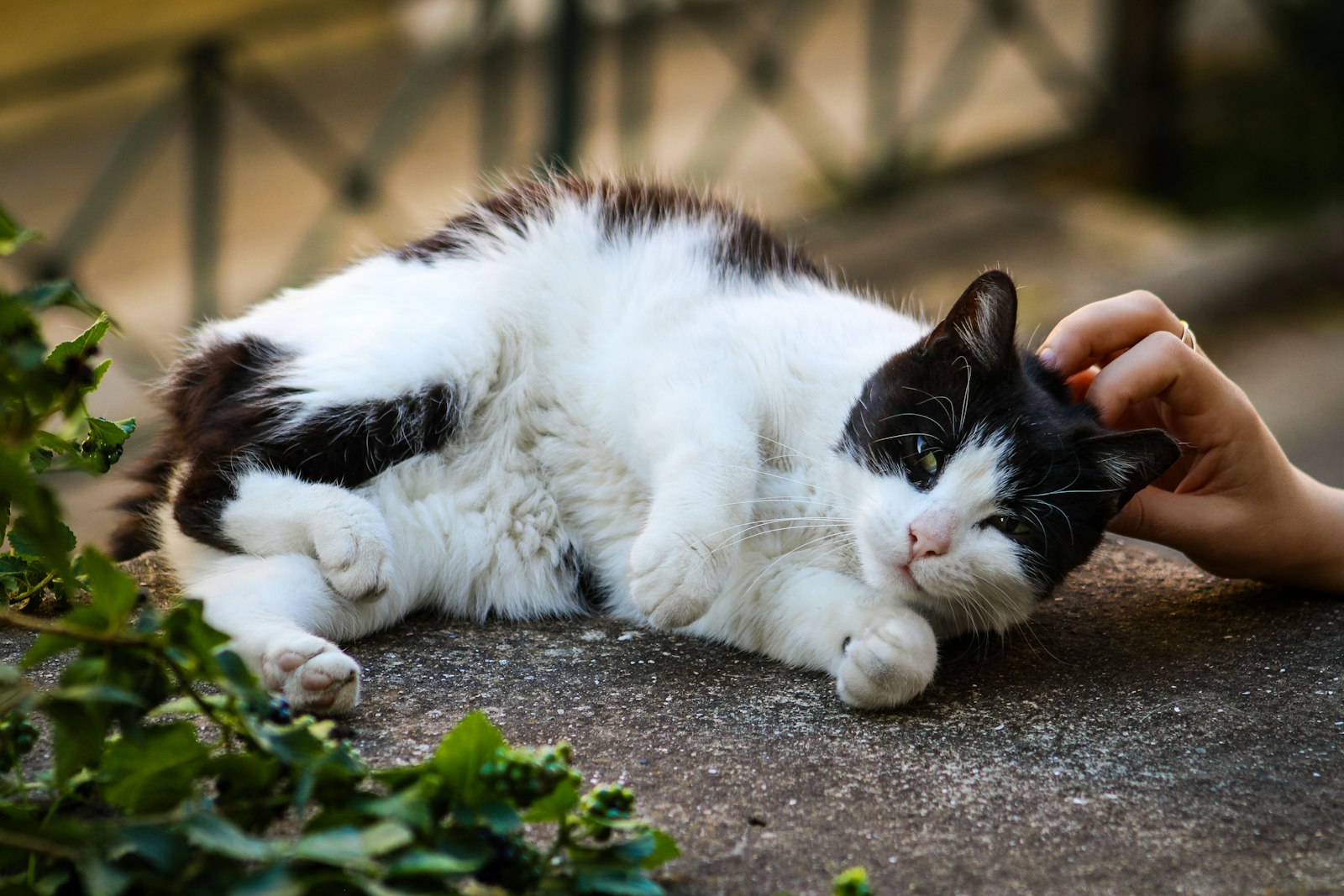 Mach deine Liebe zu Katzen zu flexibler Arbeit